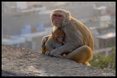 Jaipur - Mom Feeding Baby Monkey