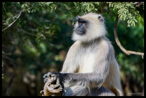 Ranthambore - Wise Monkey