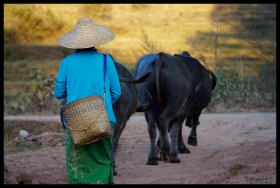 Danu Woman with Buffalo - Shan State