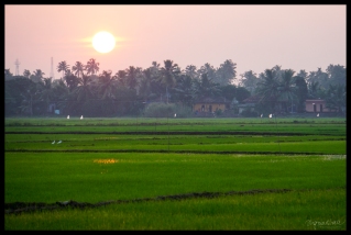 Sunset on Rice Paddies - Backwaters Alleppey
