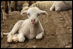 smirking-lamb